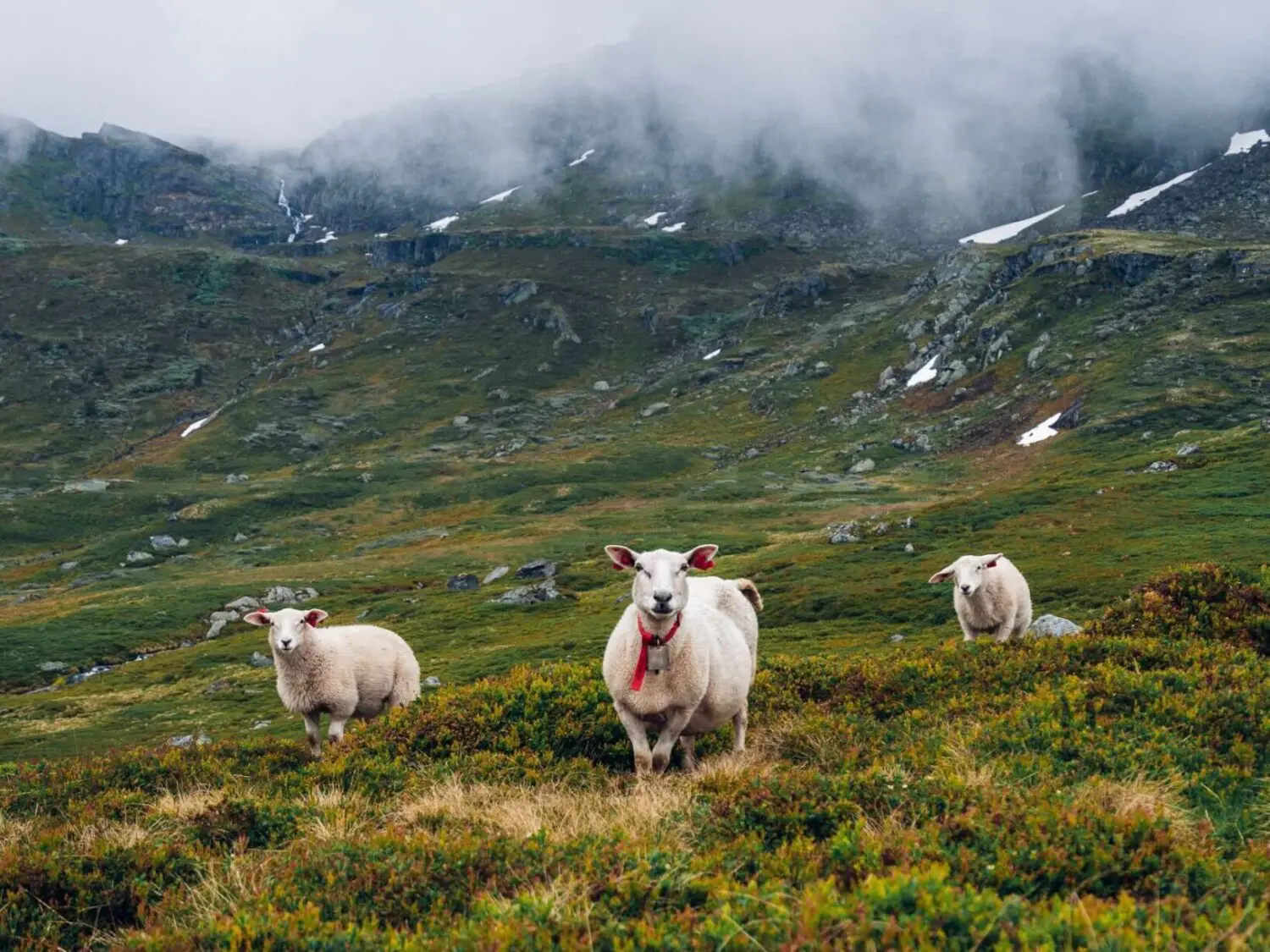 Wandern Norwegen Hardangervidda