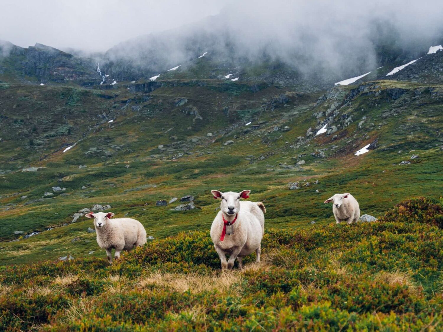 Wandern Norwegen Hardangervidda