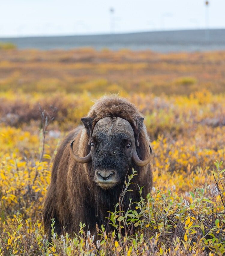 Norwegen Nationalpark